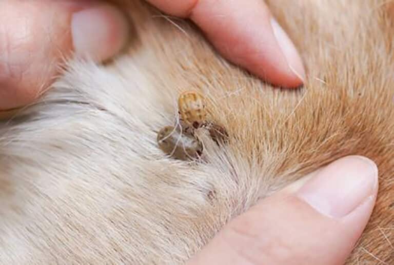 Un ejemplo de abordaje  de la Fiebre Hemorrágica Crimea-Congo, desde la perspectiva de «One Health».