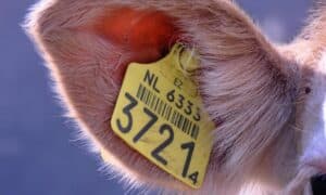 Trámite de  audiencia e información  pública del proyecto de R. D. por el que se dictan disposiciones para regular el sistema de trazabilidad, identificación y registro de determinadas especies de animales terrestres en cautividad