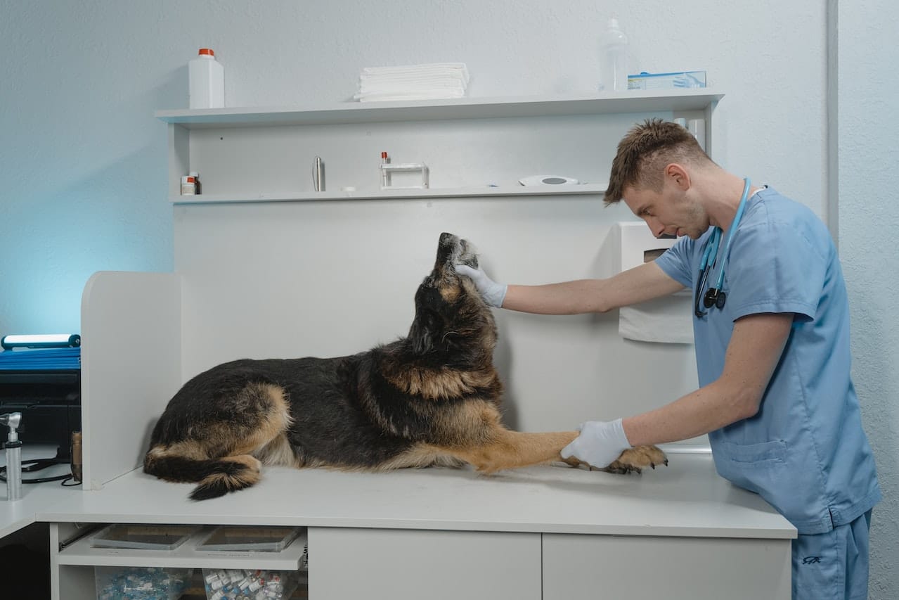 Veterinario canino