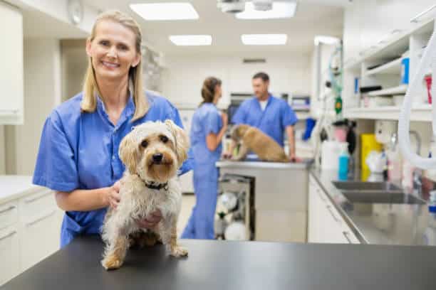 El último estudio de MSD Animal Health y la AVMA, destaca las mejoras en salud mental y satisfacción profesional de los veterinarios